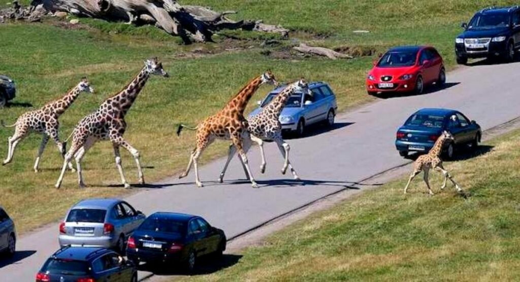 Sommerhusudlejning tæt på Knuthenborg Safaripark på Lolland