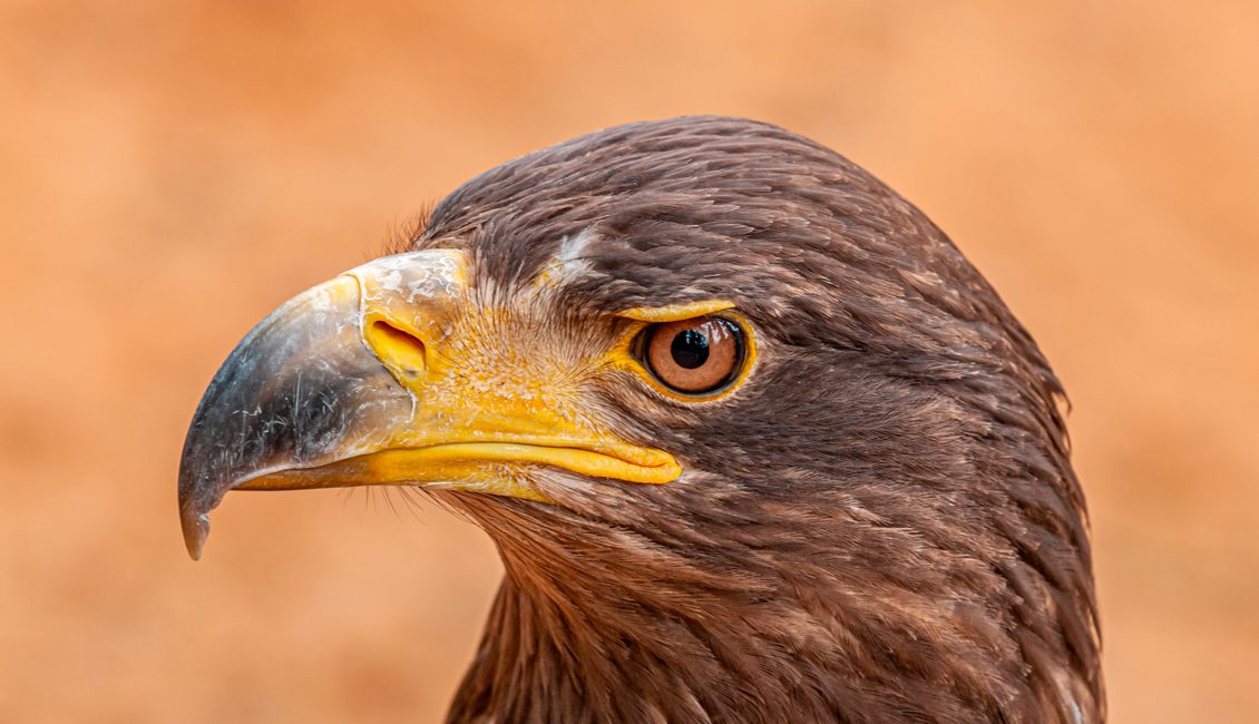 kungsörn Lillevildmose Center