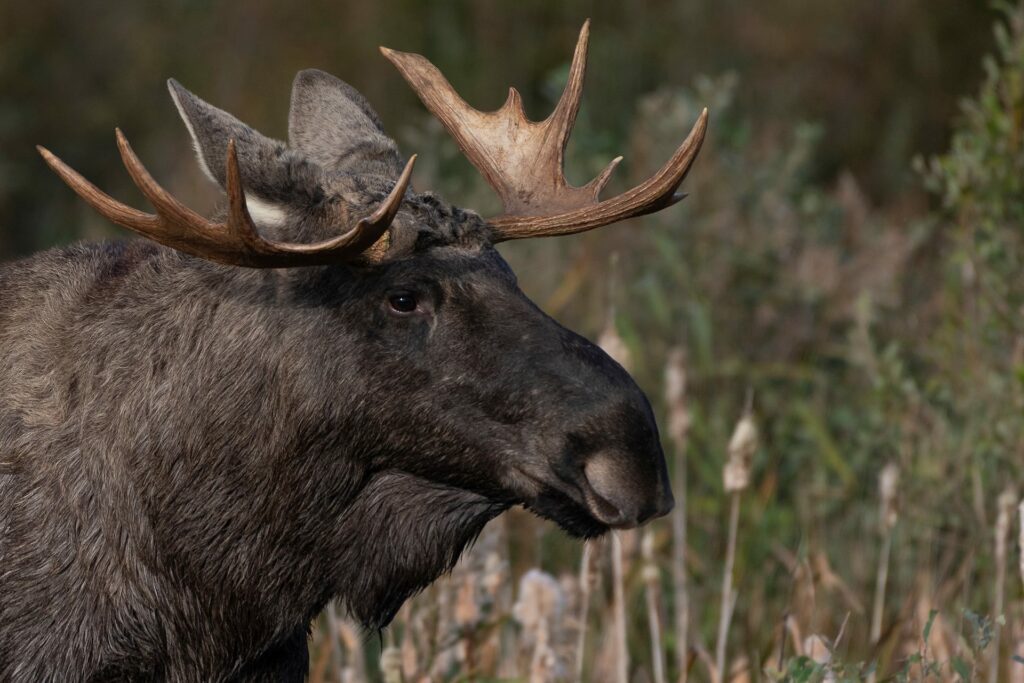 Elg i Lillevildmose Center