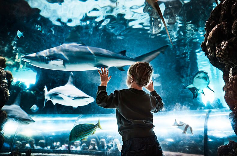 Pojke tittar på hajar i Kattegattcentrum