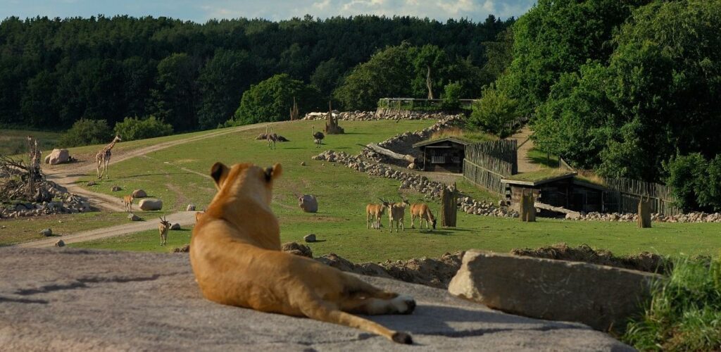 Udsigt fra løvernes placering