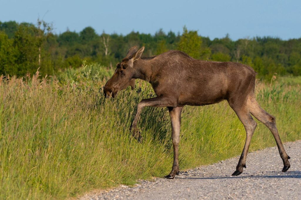 Elg Lillevildmose Center