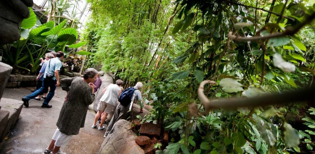 Stierne i Regnskoven