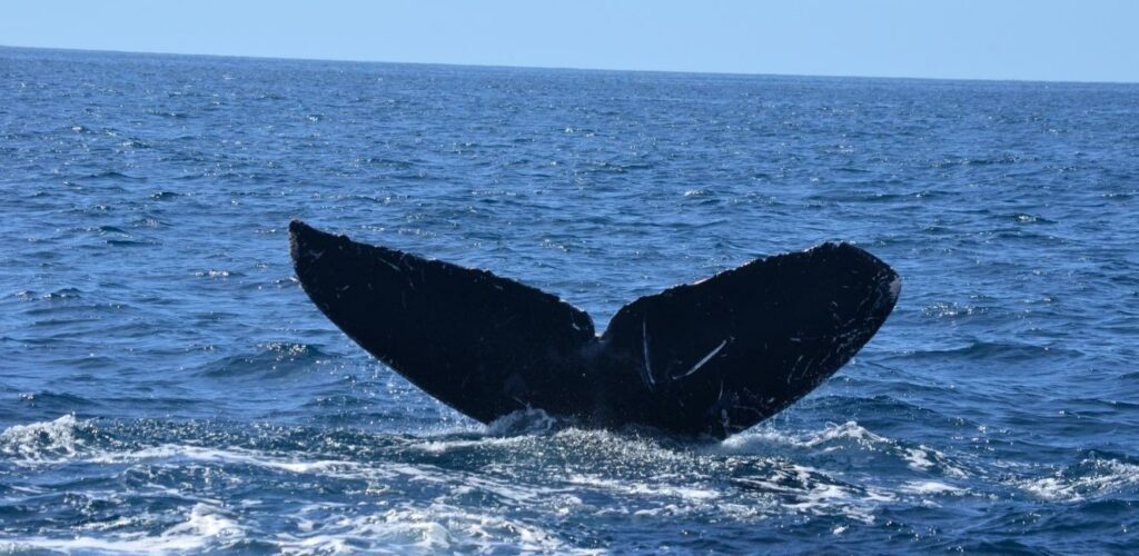 Valsafari Middelfart