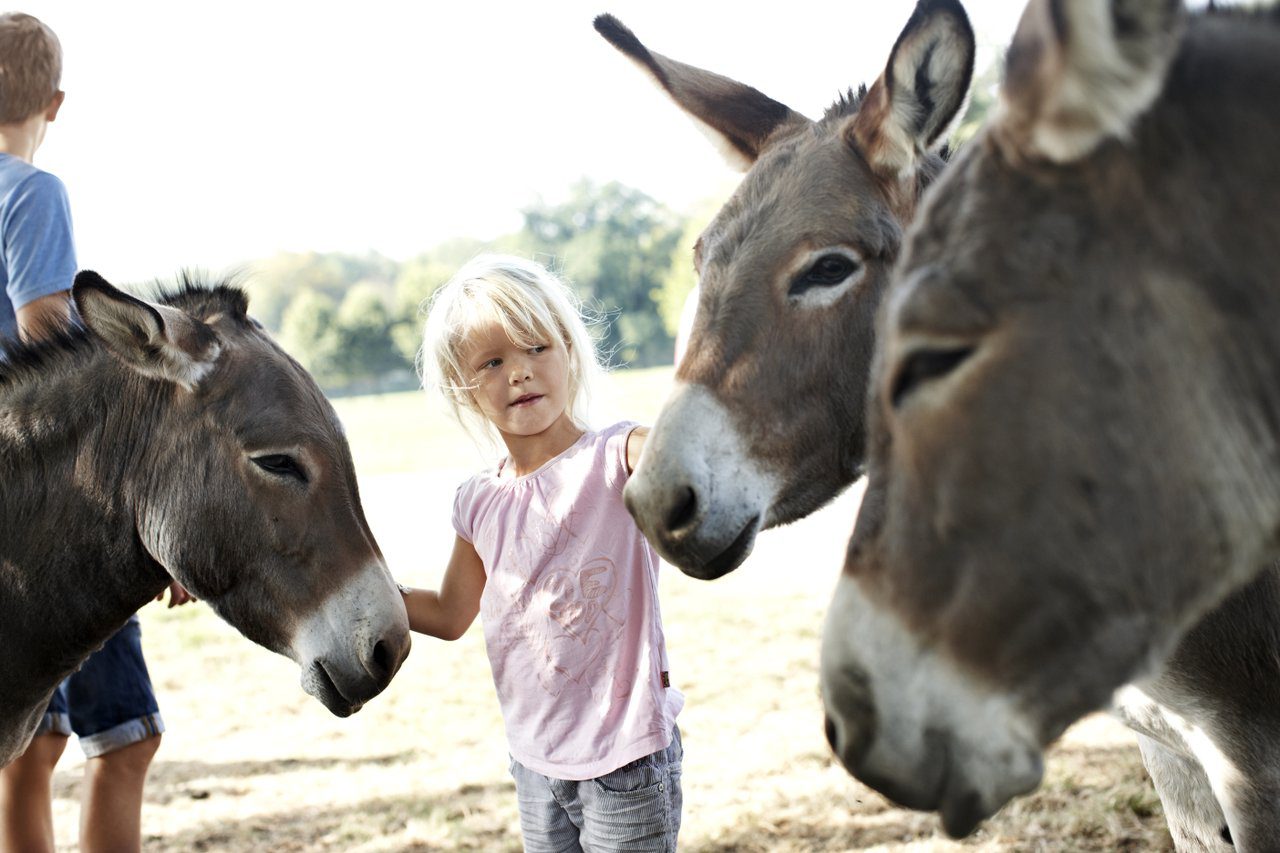 Djurliv i Knuthenborg Safaripark, inklusive giraffer och zebror