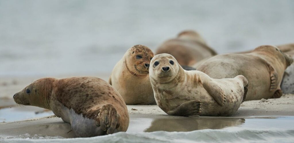 Sälar i JyllandsAkvariet
