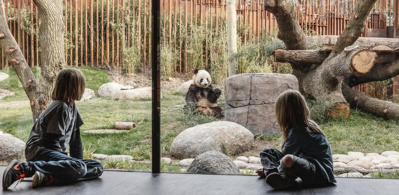 Pandor i Köpenhamns zoo