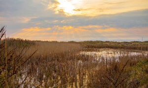Fanø