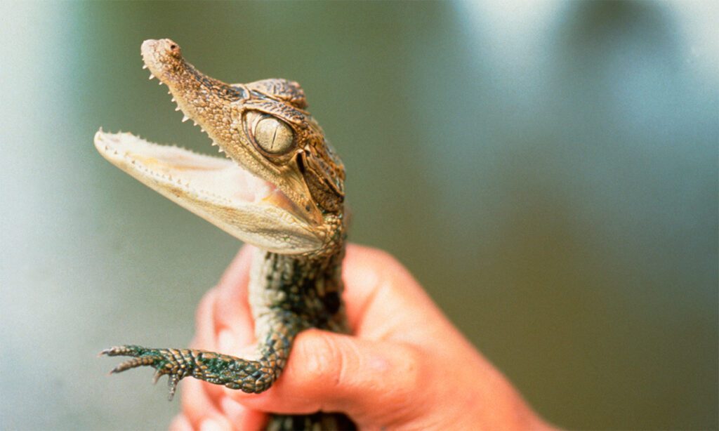 Baby krokodille