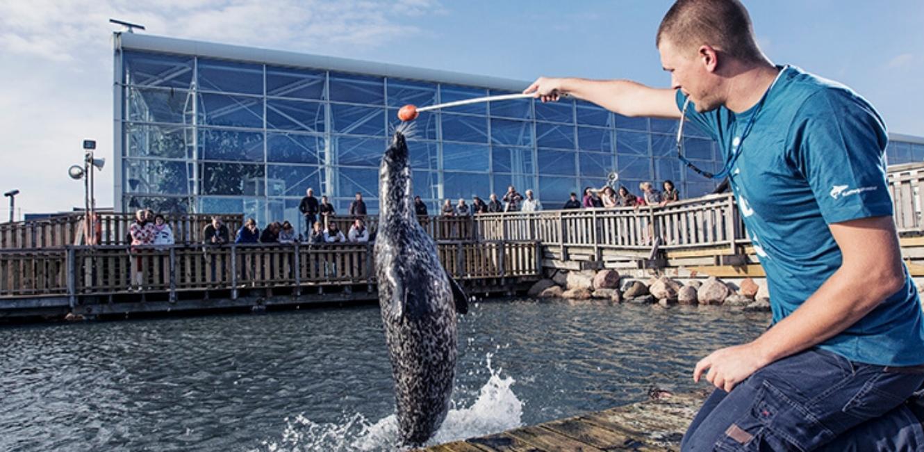 Sjölejonshow i Kattegattcentret